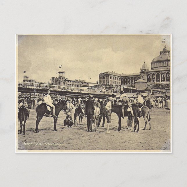 Donkey rides, Scheveningen 1906 Postcard (Front)