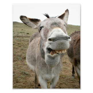 Donkey Silly Face Photo Print