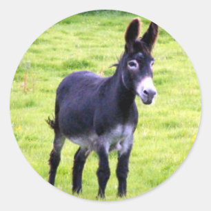 Donkey sticker
