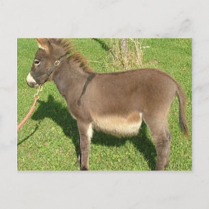 Donkey With The Belt In Neck Postcard