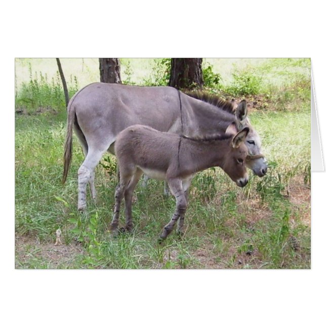 Donkey Zonkey Card (Front Horizontal)