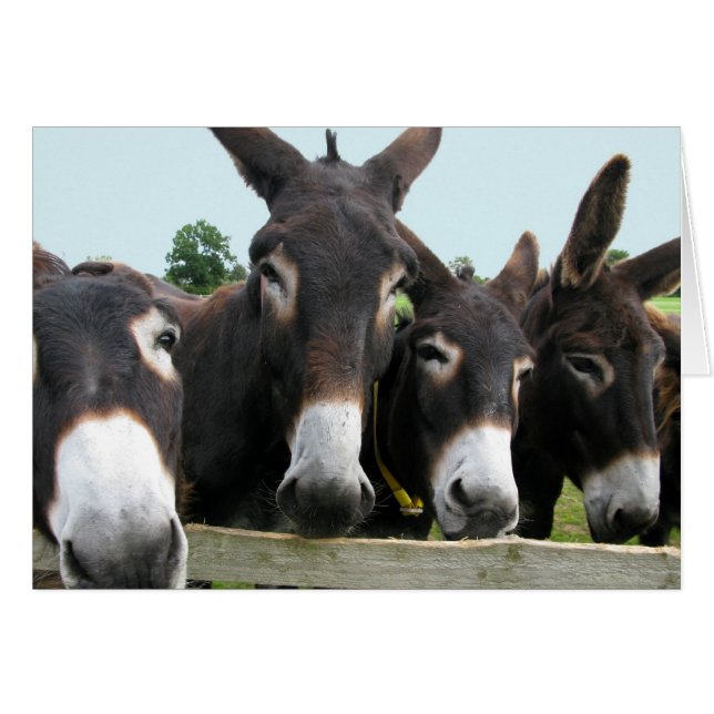 Donkeys (Front Horizontal)