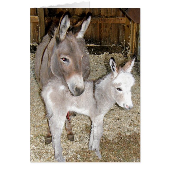 Donkeys (Front)