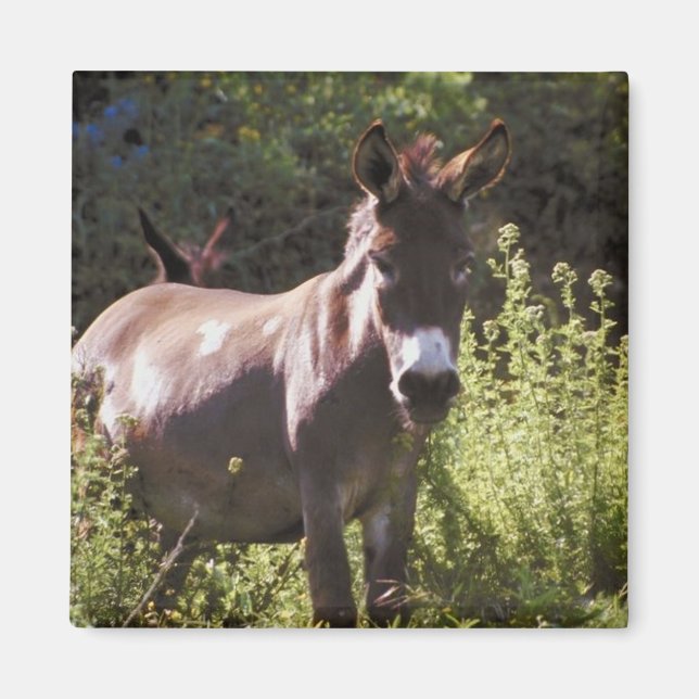 Donkeys at Pasture Magnet (Front)