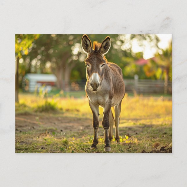 Donkeys Burro Postcard  (Front)