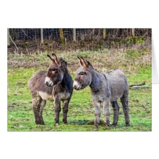 Donkeys Card