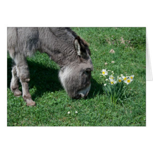 Donkeys Don't Eat Wild Daffodils