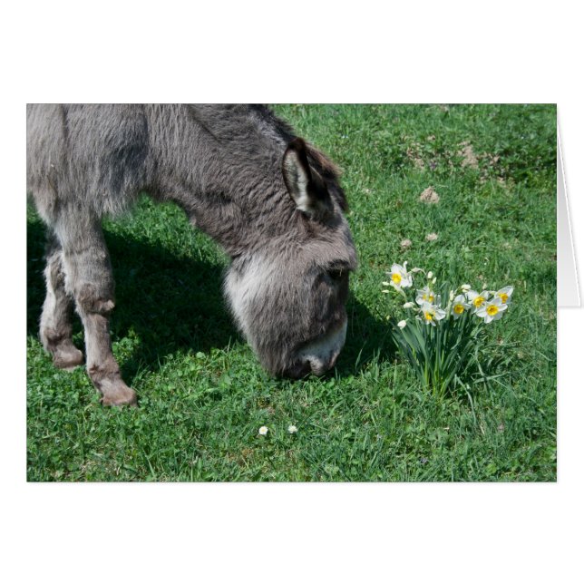 Donkeys Don't Eat Wild Daffodils (Front Horizontal)