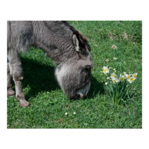 Donkeys Don't Eat Wild Daffodils Poster