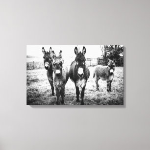 Donkeys in a Field Canvas Print