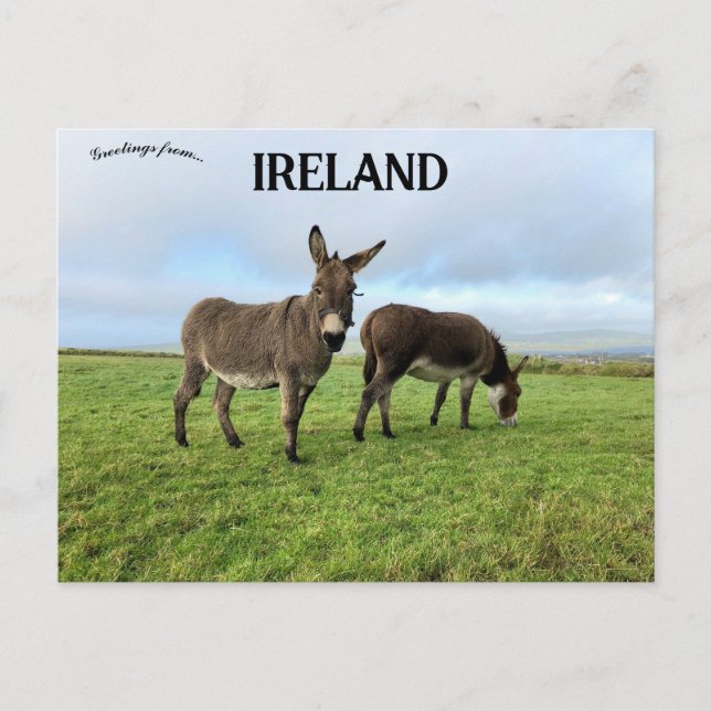 Donkeys in Doora Ireland Postcard (Front)
