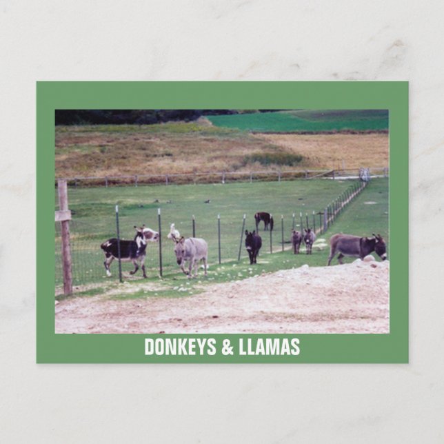 DONKEYS & LLAMAS POSTCARD (Front)