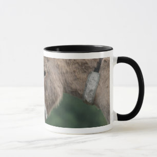 Donkeys nose-to-nose mug