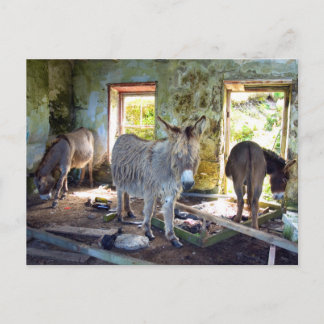 Donkeys of Blasket Postcard