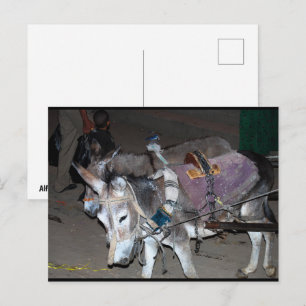 Donkeys of Luxor Postcard