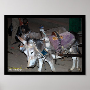 Donkeys of Luxor Poster