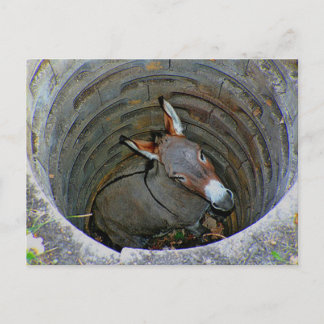 Donkeywell postcard