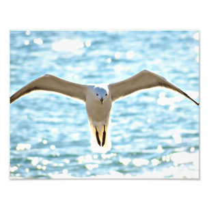 Don't be a seagull photo print