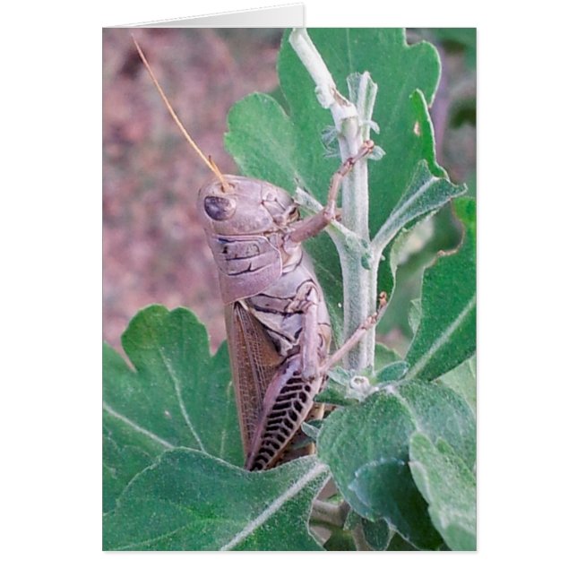 Don't Be Bugged by This Grasshopper (Front)