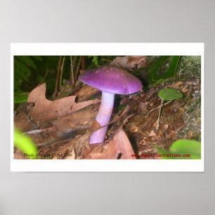 Don't Eat the Mushroom Poster