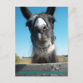 Don't Feed The Drama Llama Postcard
