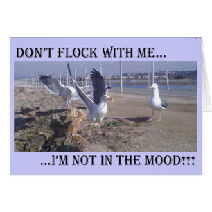 Don't Flock With Me