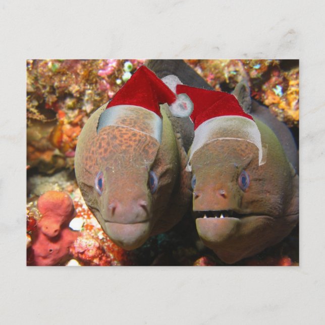Don't Forget the Christmas Eels! Holiday Postcard (Front)
