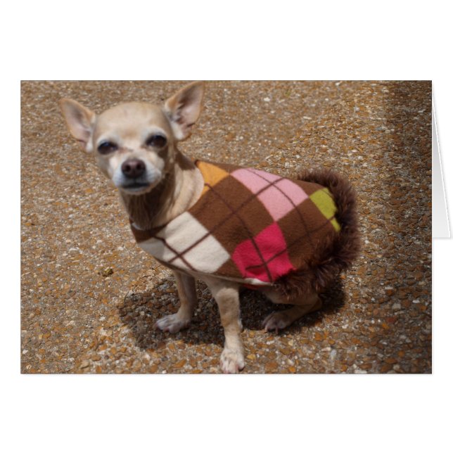 Don't Hate Me Because I'm Beautiful - Dog Card (Front Horizontal)