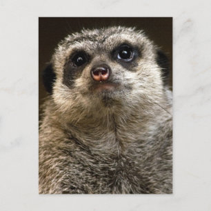 Don't Hate Me Because i'm Cute! Postcard