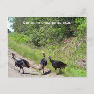 Don't Let the Turkeys Get You Down Postcard