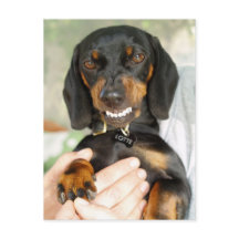 Don't mess with me dachshund postcard