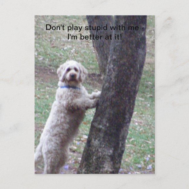 Don't play stupid with me -I'm better... Postcard (Front)