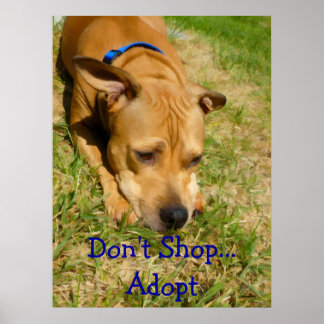 Don't Shop...Adopt Poster