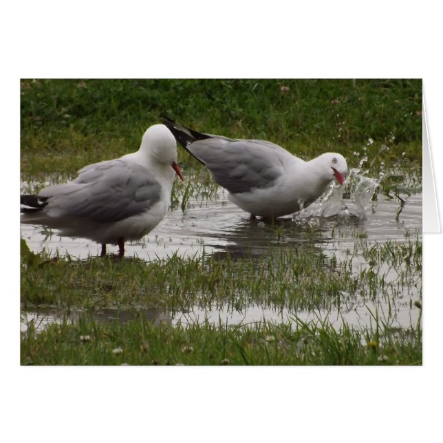 Don't Splash Me! (Front Horizontal)