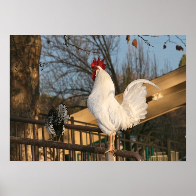 "Doodle Do", Bantam Rooster Poster (Front)