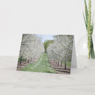 Door County Cherry Tree Notecard