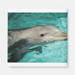 Dophin Blue Sea Ocean Magnet