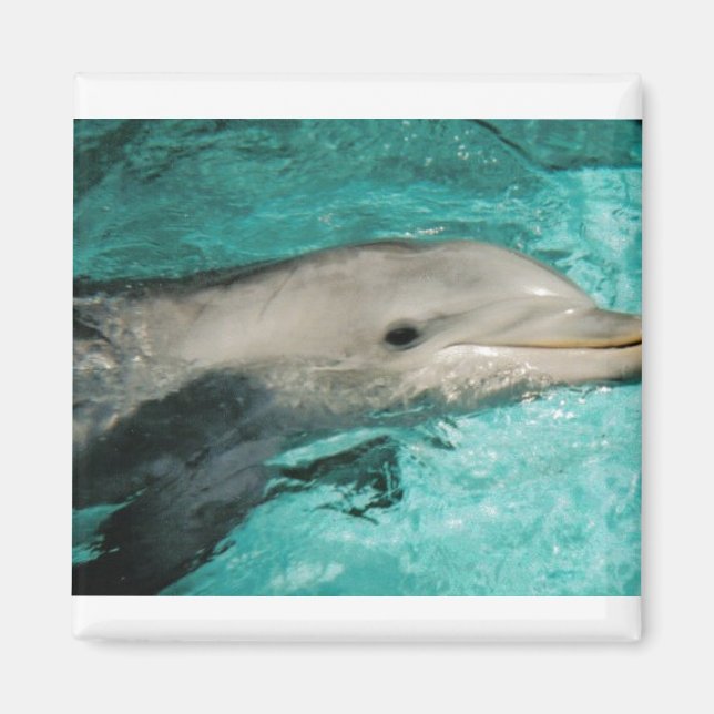 Dophin Blue Sea Ocean Magnet (Front)