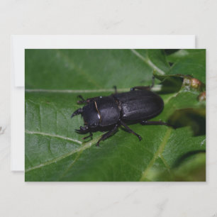 Dorcus parallelipipedus , the lesser stag beetle