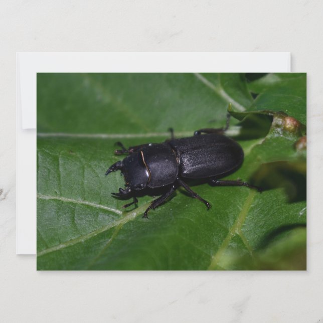 Dorcus parallelipipedus , the lesser stag beetle (Front)
