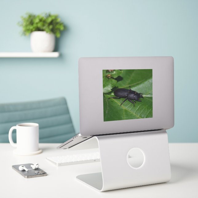 Dorcus parallelipipedus , the lesser stag beetle (Laptop On Desk)