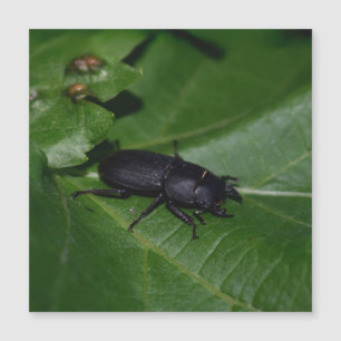 Dorcus parallelipipedus , the lesser stag beetle