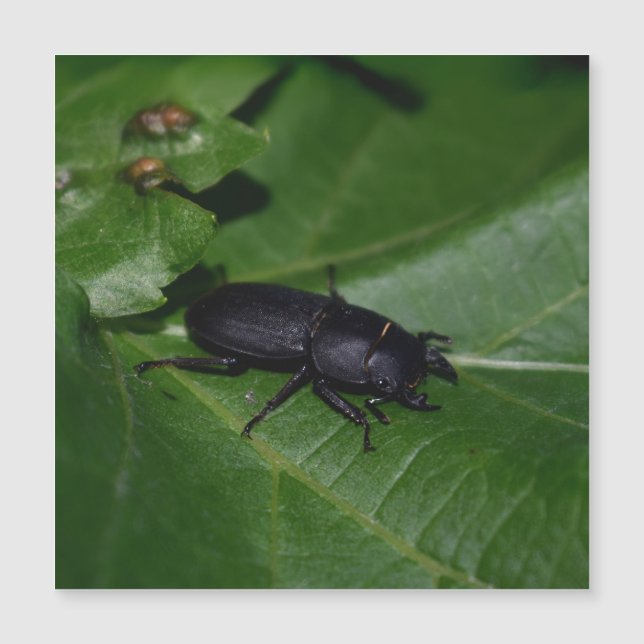 Dorcus parallelipipedus , the lesser stag beetle (Front)