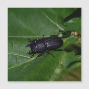 Dorcus parallelipipedus , the lesser stag beetle