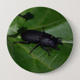Dorcus parallelipipedus , the lesser stag beetle 10 cm round badge