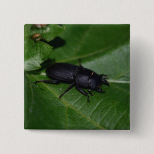 Dorcus parallelipipedus , the lesser stag beetle 15 cm square badge