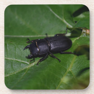 Dorcus parallelipipedus , the lesser stag beetle coaster