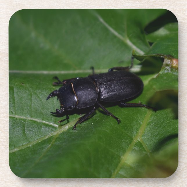 Dorcus parallelipipedus , the lesser stag beetle coaster (Front)