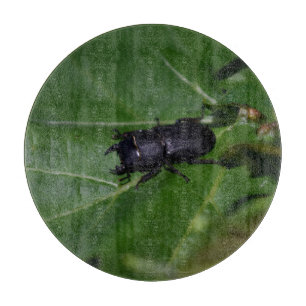 Dorcus parallelipipedus , the lesser stag beetle cutting board