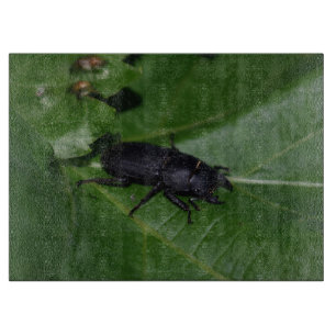 Dorcus parallelipipedus , the lesser stag beetle cutting board